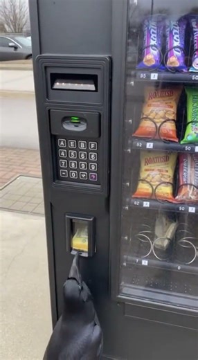 Crow Buys Its Own Snack