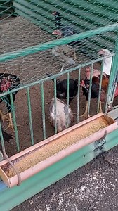 The Breeder stocks fed with CPU Breeder Feed for native chicken | Philippine Native Chicken