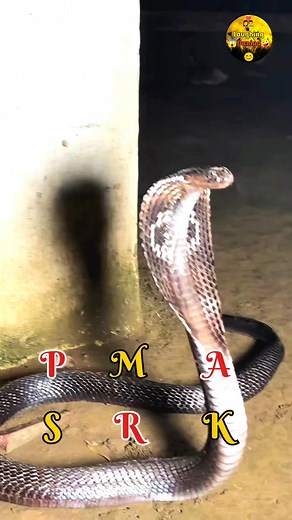 Raat me nikla saap #fblifestylechallenge #videoviralシviralシ2025 #fbviralpost2025シ #fbreelsfypシ゚viralfbreelsfypシ゚viral #fbreels2025ツ #fbreelsfypシ゚viralシ #reelschallengereelschallenge #viralreelschallenge2025viralreelschallengejaiviralreelschallengeviralreelschallenge #reelschallengereelschallengereelschallengereelschallenge #videoreelsシ #viralchallenge #videoviralシ #viralphotochallenge #challenge #today #exploremore #explorepage #trendingvideo #trendingreel #viralreelschallenge #fbreelsvideo #new