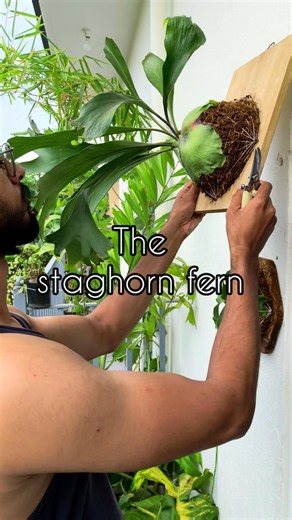 shield fronds in my staghorn fern #staghornfern #plants