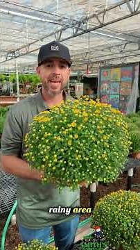 How to Water Mums the Right Way 💧🌸