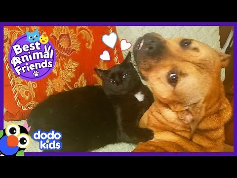 Tiny Kitten Is The Boss Of Her Big Dog Family | Animal Videos For Kids | Dodo Kids