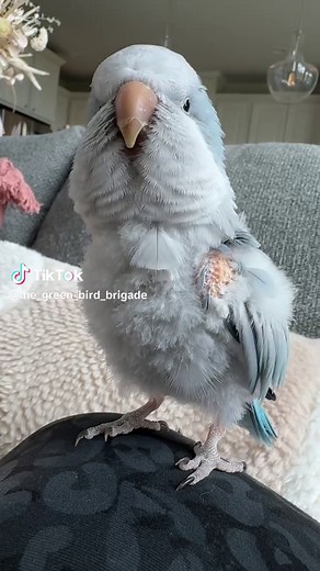 Makin Bacon Pancakes with Auggie the Parrot