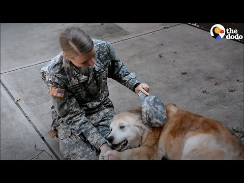 Soldiers Come Home to Dogs Compilation | The Dodo
