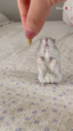 Cute Animals: Rat Reaches for Treat in Adorable Scene || WooGlobe