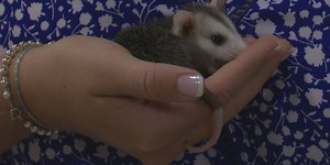 What should you do if you find a baby opossum?