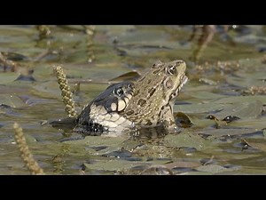 Big grass snake catching a frog / Culebra de collar grande atrapando una rana