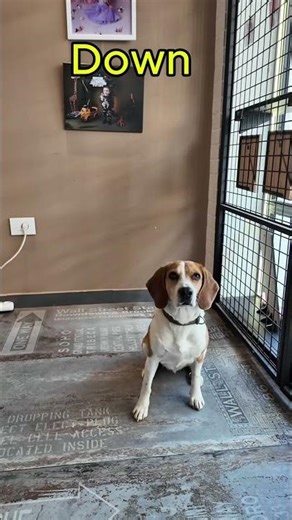 If Your Dog Doesn’t Know These 9 Commands… Start Today #beaglesofyoutube #beagle