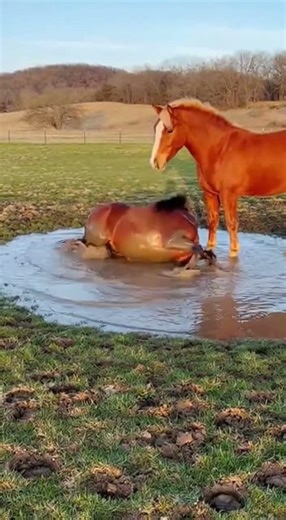 One horse 🐴 rolling in joy, another horse just watch like boss 😂#viralvideo