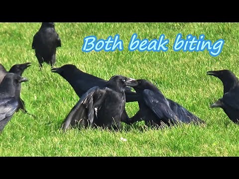Crow FIGHT, Serious Fight Between Two Young Crows, With Slow Motion / Clifftop Crows