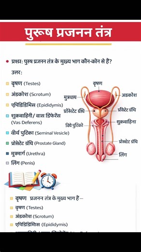 पुरुष प्रजनन तंत्र (Biology Study Notes) #gk