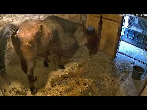 horse pooping compilation #1