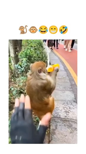 TrendTalk Hub on Instagram: "This X post features a 65-second compilation video of humorous, chaotic human-macaque interactions, from feeding bananas to evading chases, paired with laughing emojis to emphasize lighthearted entertainment. Posted by a news-focused account on December 3, 2025, it quickly amassed 760,000 views and 6,800 likes, blending viral animal content with the poster's typical timely updates. While amusing, the clips illustrate real risks of close primate contact, including zoo