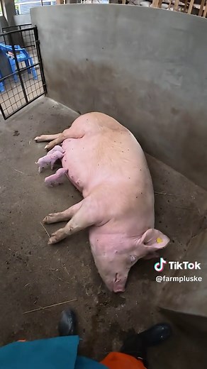 Setting Up Your Pigs for Fast Growth