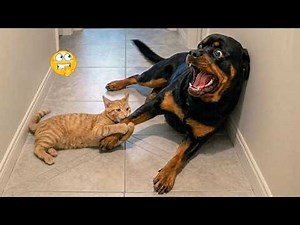 🐈🤣 Best Funny Cat Videos 2026 | Hilarious Cat Fails, Reactions and Viral Moments