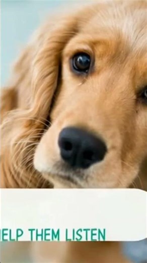 Animal Dance Party! 🦁🐵 Fun Jungle Dance Song for Kids