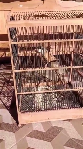 Burung Cendet Gacor Full Isian Tembakan