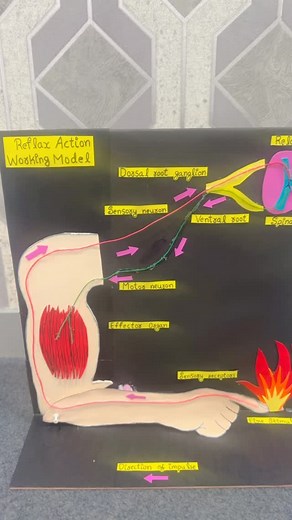Reflex action working model | Science Projects
