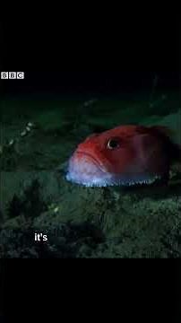 The deep-sea creature that has feet | #deepsea #marinelife #shorts