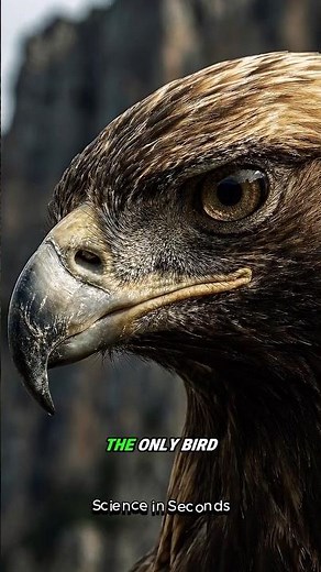 The Golden Eagle: Queen of the Skies