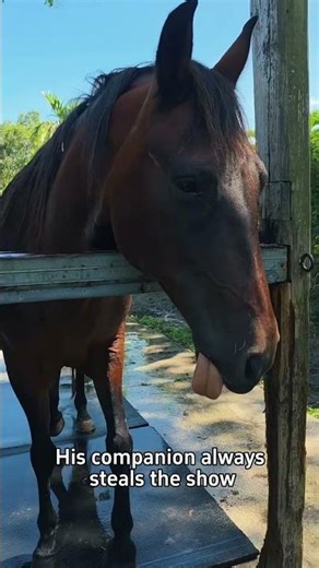 Horse.exe has stopped working. 🐴🚫#shorts #funny #horse #animals #funnyanimals