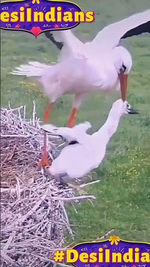 "Watch This Mother Bird Teach Her Chicks to Fly for the First Time!" #motherbird #birdsfly