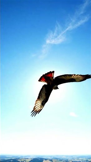 Hawk vs Crow | How Motion Revealed Strategy Beyond Prediction