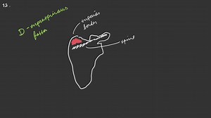 SOLVED:Which feature lies between the spine and superior border of the scapula? a. suprascapular notch b. glenoid cavity c. superior angle d. supraspinous fossa