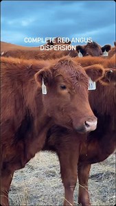 Some of the best Red Angus cattle you will ever see- a complete dispersion over 400 head will go live this week! Send us a DM if you want to be one of the first to have the opportunity to buy! | Williamson Land and Cattle