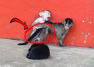 77K views · 1.2K reactions | Baby Alien Stay Home Playing with Sister Jandy and Baby Black Puppy | Monkey Family | Facebook