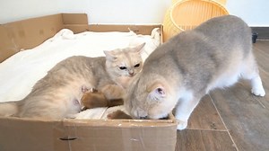 Kitten was meowing loudly, and Cat dad quickly came to bring her to the nest | Street Cat