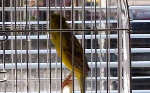 CANARY SINGING BEST VIDEO TO TRAINING CANARIES BIRDS