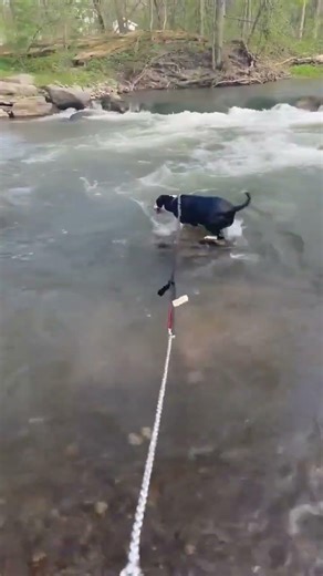 Loves jumping off his rocks. #pitbull #dogs #swimming #jumping #creek