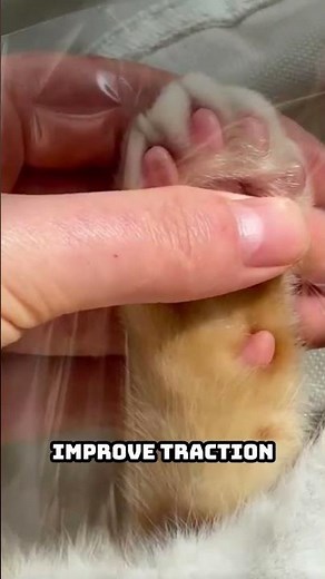 What Are Cat Paw Pads Really For? (Functions Explained)