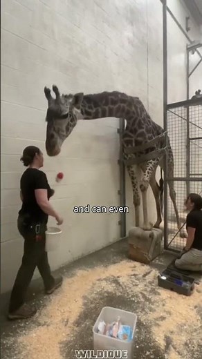 Why Zoos Trim Giraffe Feet