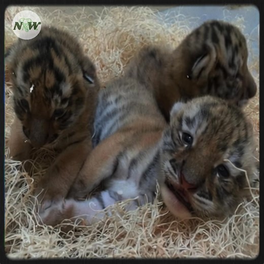 70K views · 7.6K reactions | Milwaukee County Zoo Welcomes Adorable Amur Tiger Cubs!—[Full story in cᴑmments] | Nature and Wildlife TV | Facebook