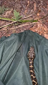 40 reactions · 15 comments | This gorgeous Coastal Carpet Python...