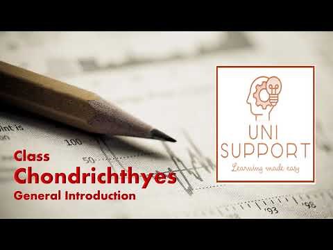 Chondrichthyes - Cartilaginous Fish - General Characteristics