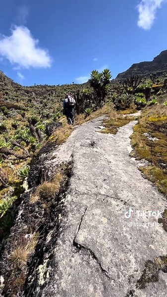 Stuart Tibaweswa on TikTok