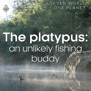 809K views · 13K reactions | This busy platypus has a fishing buddy 珞 #SevenWorldsOnePlanet | BBC Earth | Facebook