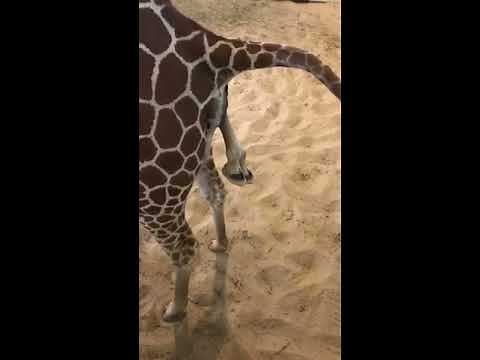 Bailey's Giraffe Calf Live Birth Video #1 of 3
