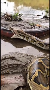 503K views · 5.1K reactions | Ular Sawa Gergasi vs Belut Elektrik ⚡️ Giant Python vs Electric Eel ⚡️ #Sora2 #AI | Cik Noraini ll | Facebook