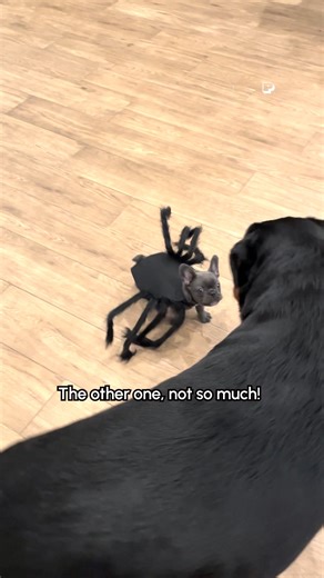 Look out! It's a frenchie widow! 🤣🐶💥🕸🕷 Submit your pet costume to our contest here: https://bit.ly/tpchalloween #Dogs #FunnyAnimals #Spiders #DogMemes | Try Not to Laugh