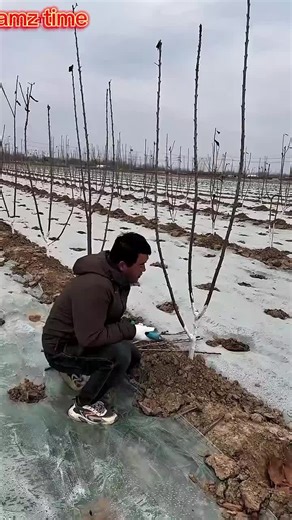 young cherry tree pruning for better growth: #pruning #satisfying #shortvideo