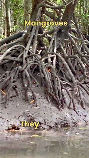 3 Incredible Plant Adaptations to Extreme Climates #mustwatch #facts #trending #shortvideo #shorts