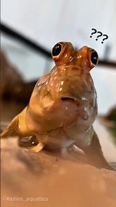 This Fish Can Walk, Climb, and FIGHT—Meet the Mudskipper! 😱#mudskippers #animalfacts #wildlife