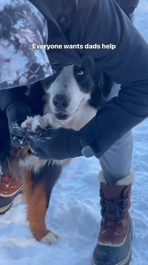 Ok Walt and Gus are READY for a snow day ❄️ #bernesemountaindog #dayinmylife #snowdogs | Walt and Gus The Bernese Mountain Dogs