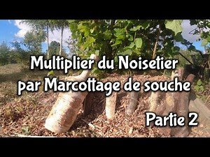 Comment multiplier facilement des noisetiers en grande quantité - Partie 2 (été)