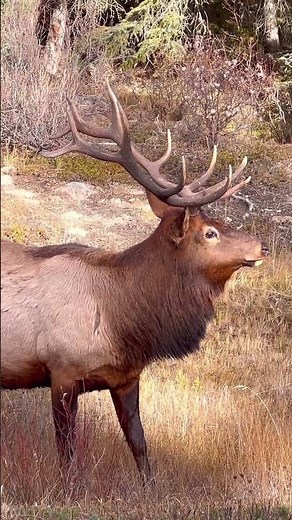 Wild Animals of Canada| Bull Elk | 4K | Banff National Park | Canada