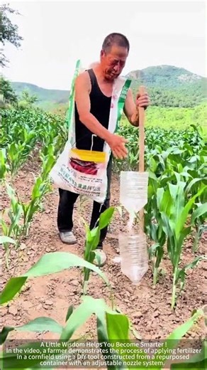Farmers use homemade fertilization tools to spread fertilizer evenly between corn rows